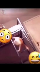 Funny_Animal_Videos_Of_The_Day_0073!__#fyp_#memes_#memedaily_#dankmemes(480p)
