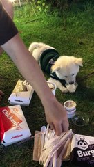 Doggo Enjoys A Pup Cup