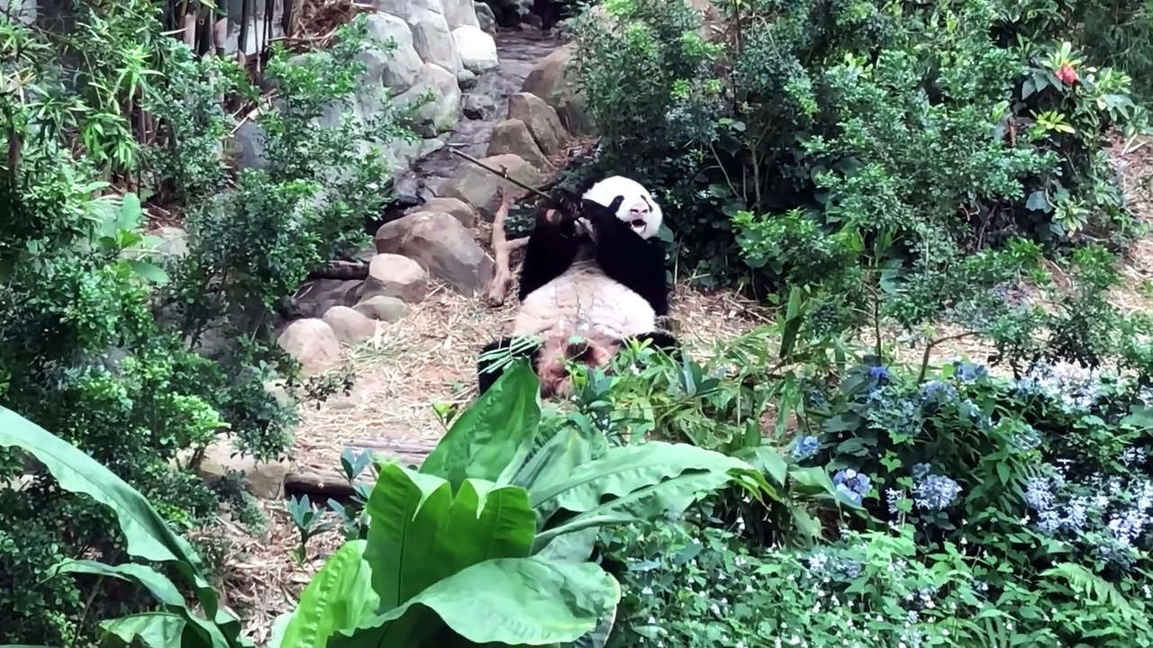 Singapore Zoo Animals Tour 4K