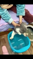 Funny_Animal_Videos_Of_The_Day_0057!__#fyp_#memes_#memedaily_#dankmemes(480p)