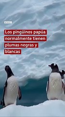 Télécharger la video: Blanca como la nieve La mayoría de los pingüinos papúa tienen plumas negras y blancas para camuflarse con la nieve y con las piedras en la Antártida. Pero las plumas de esta hembra son casi blancas por una variac