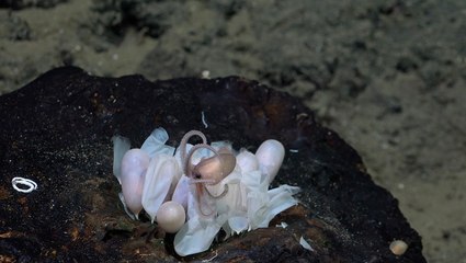 Discover 4 New Deep-Sea Octopus Species Off Costa Rica 🌊