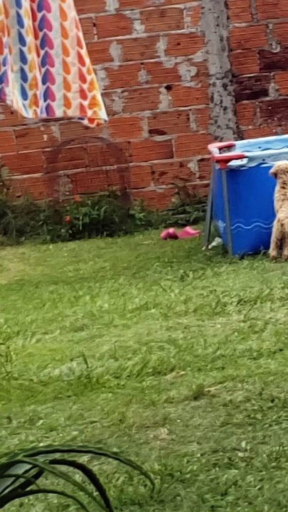 Pup Needs No Help