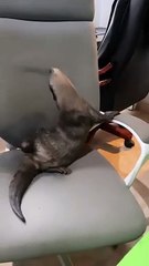 Splash the Dancing Otter