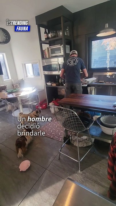 Los perros ancianos aún tienen mucho amor qué brindar