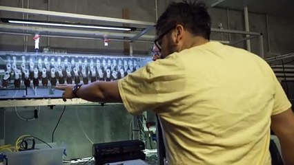 Endangered fish native to TAS dying in alarming numbers