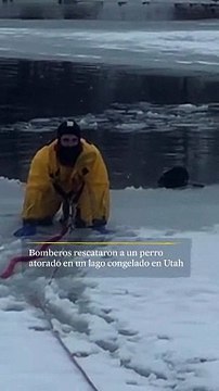 Rescatan a un perro de lago congelado en Utah