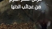 فرس النهر القزم أ عجوبة من عجائب الدنيا