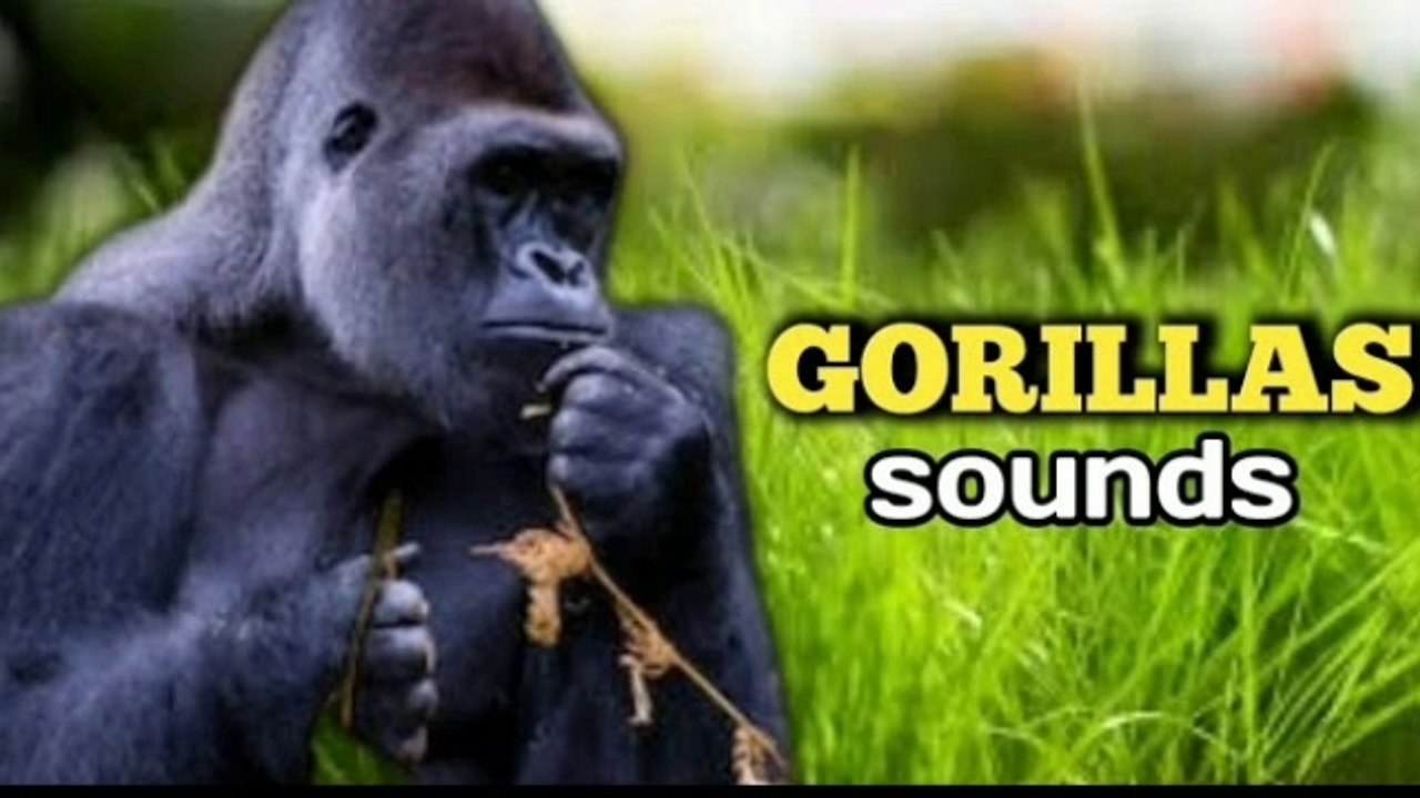 gorillasound effectroargorilla sound video Dailymotion