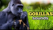 gorilla-sound effect|roar-gorilla sound
