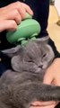 Cat electric head massage #cat #headmassage #cute #shorts #shortvideo  #trending #viral #youtube