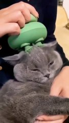 Cat electric head massage #cat #headmassage #cute #shorts #shortvideo  #trending #viral #youtube