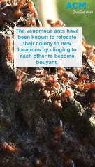 Fire ants create rafts in QLD floods