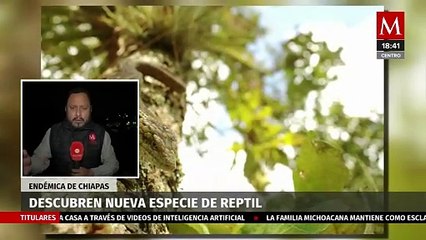 Descubren 'Dragoncito de Coapilla' en Chiapas; una especie reptil única