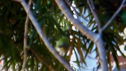 Birdie Visitor to Our Cherry Blossom Tree