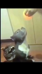 Coi Máy Còn Dám: Trận Cười Vỡ Bụng Với Những Tình Huống Hài Hước