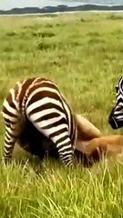 lion catches zabra other zabra attacks lion #animals #viral