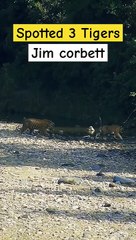 We spotted 3 tigers together in Jim Corbett  #shorts #tiger