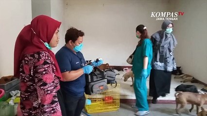 Penyelundupan Anjing di Semarang Akan Dievakuasi ke Bogor