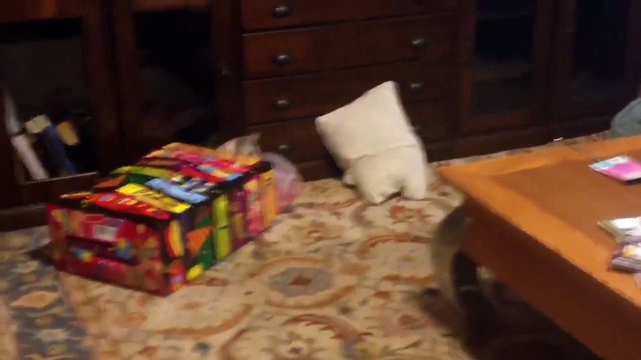 Cat, comedy, gymnastics,