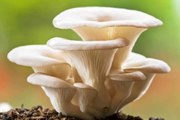 What are Mushrooms?Beautiful amazing mushrooms#Mushrooms