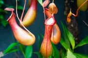 Amazing Pitcher Plant#Pitcher plant#carnivorous plant