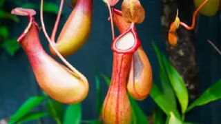 Amazing Pitcher Plant#Pitcher plant#carnivorous plant