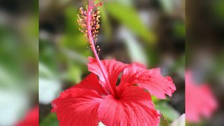 Best housing plant/Hibiscus plant#hibiscus