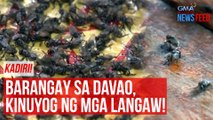 Kadiri! Barangay sa Davao, kinuyog ng mga langaw! | GMA Integrated Newsfeed