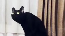 Cat listening to classical music