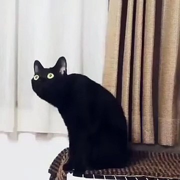 Cat listening to classical music