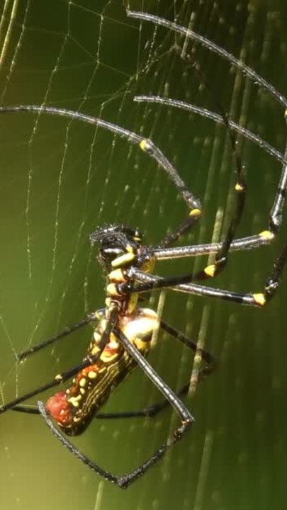 ECTLS - Combien de temps vit une araignée ?