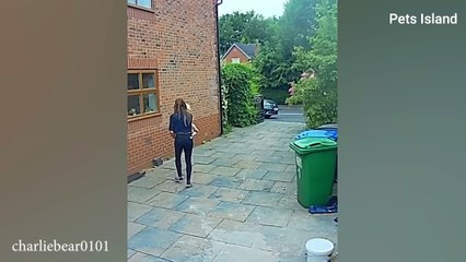Get a Dog These Moments You Will Have -  Funny Dogs and Human