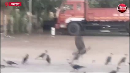 क्या आपने देखा है सफेद कौआ