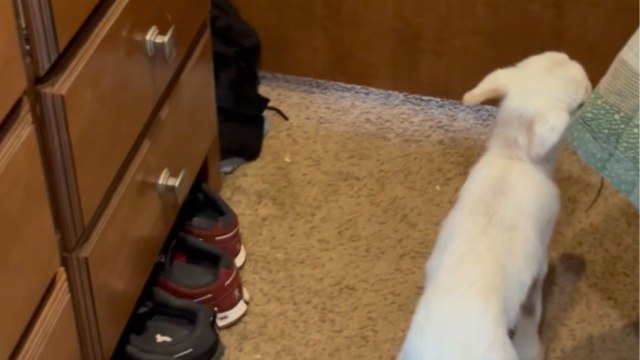 'OMG! There's a baby lamb in here!' - Girl's heart filled with joy upon furry friend's arrival