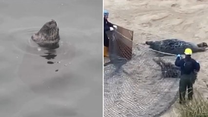 Seal with plastic ring stuck around neck for six years finally freed