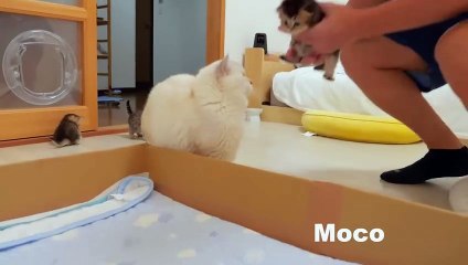 The kitten approaching the daddy cat to play with him was so cute.