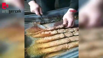 Kovandan 'kaçan' arılar, kullanılmayan bavula bal yaptı