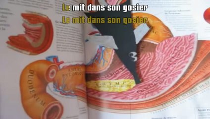 Thomas Fersen - La chauve-souris (2004) [BDFab karaoke]