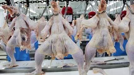 Muere Adolescente Guatemalteco En Una Granja Avícola En Misisipi