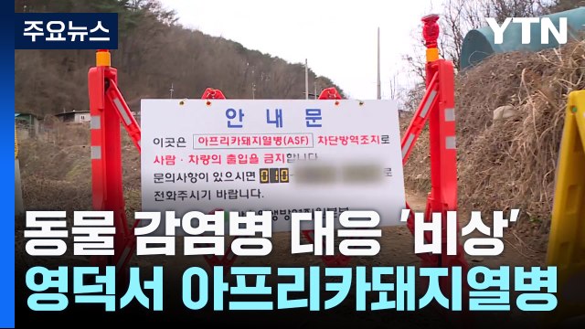 석 달 만에 영덕서 아프리카돼지열병 발생...동물 방역 비상 / YTN