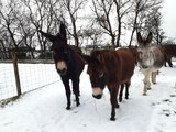 Donkeys in the snow at The Donkey Sanctuary Belfast