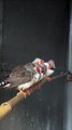 Zebra finches at Animals In Need