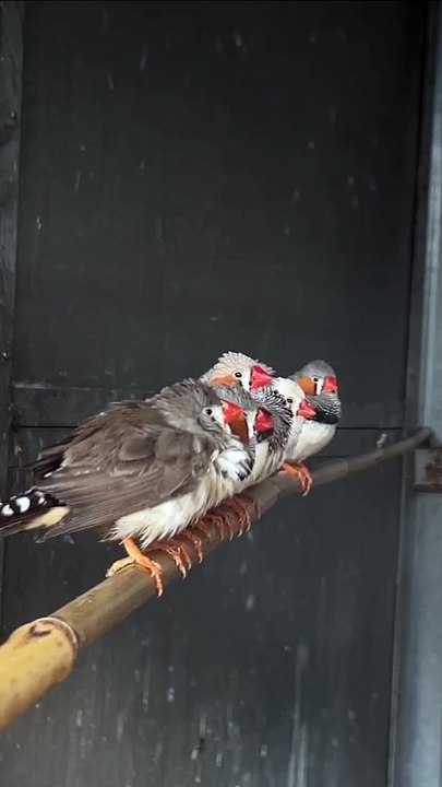 Zebra finches at Animals In Need