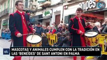 Mascotas y animales cumplen con la tradición en las 'beneïdes' de Sant Antoni en Palma.