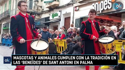 Mascotas y animales cumplen con la tradición en las 'beneïdes' de Sant Antoni en Palma.