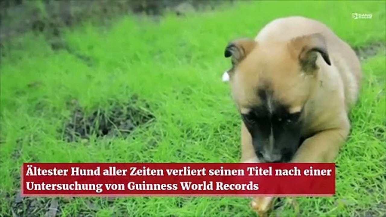 Ältester Hund aller Zeiten verliert seinen Titel nach einer Untersuchung von Guinness World Records