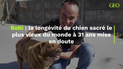 La longévité de Bobi, sacré chien le plus vieux du monde de tous les temps à 31 ans, mise en doute