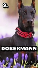 Les CHIENS Les Plus DANGEREUX Du Monde !