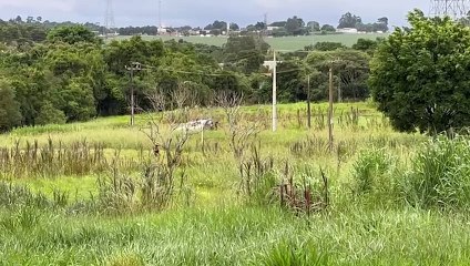 Cadáver é encontrado em meio ao matagal em Foz do Iguaçu